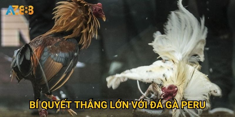 Bí quyết thắng lớn với đá gà peru