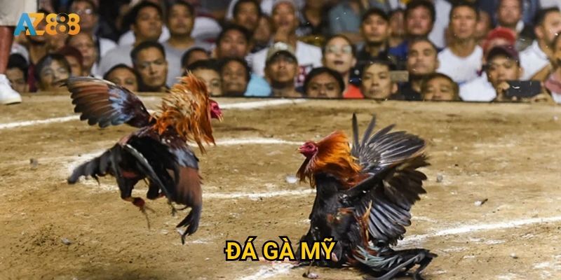 Tại sao đá gà mỹ lại trở thành món ăn tinh thần tại Az888? 5 Tại sao đá gà mỹ lại trở thành món ăn tinh thần tại Az888?