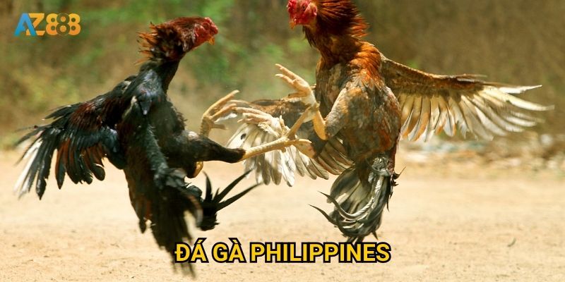 Có gì đặc biệt về đá gà philippines mà Az888 được yêu thích? 1 Có gì đặc biệt về đá gà philippines mà Az888 được yêu thích?