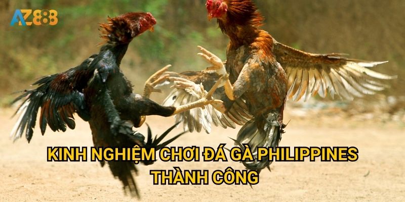Kinh nghiệm chơi đá gà philippines thành công
